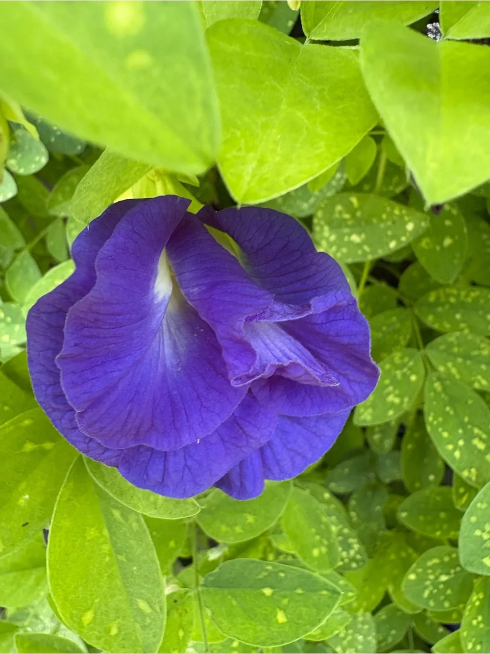 Purple Pea Tree Vine